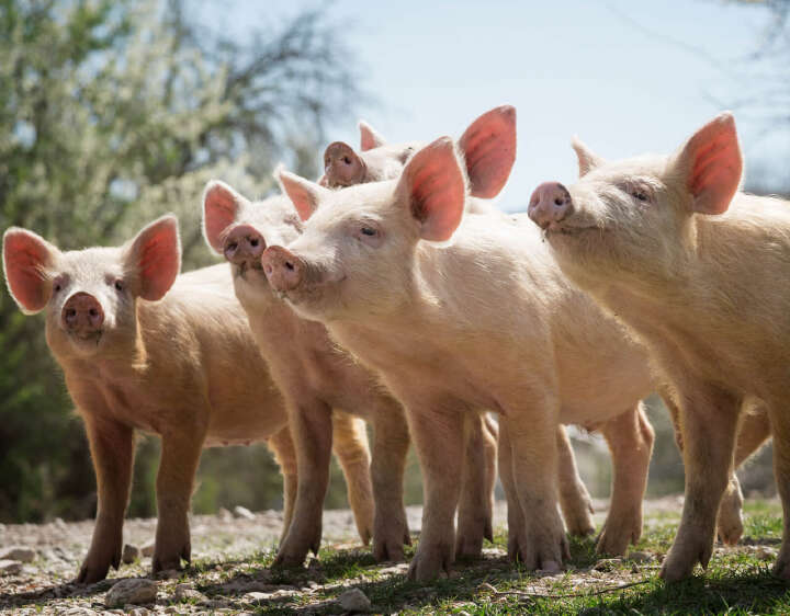 Banner Blattin unsere Marken Schweine mobil Banner Blattin unsere Marken Schweine mobil